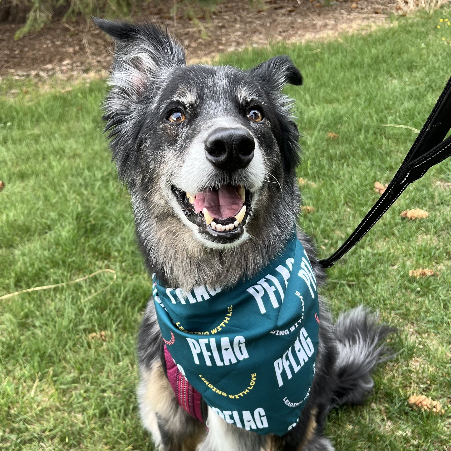 PFLAG Pet Bandana on puppy
